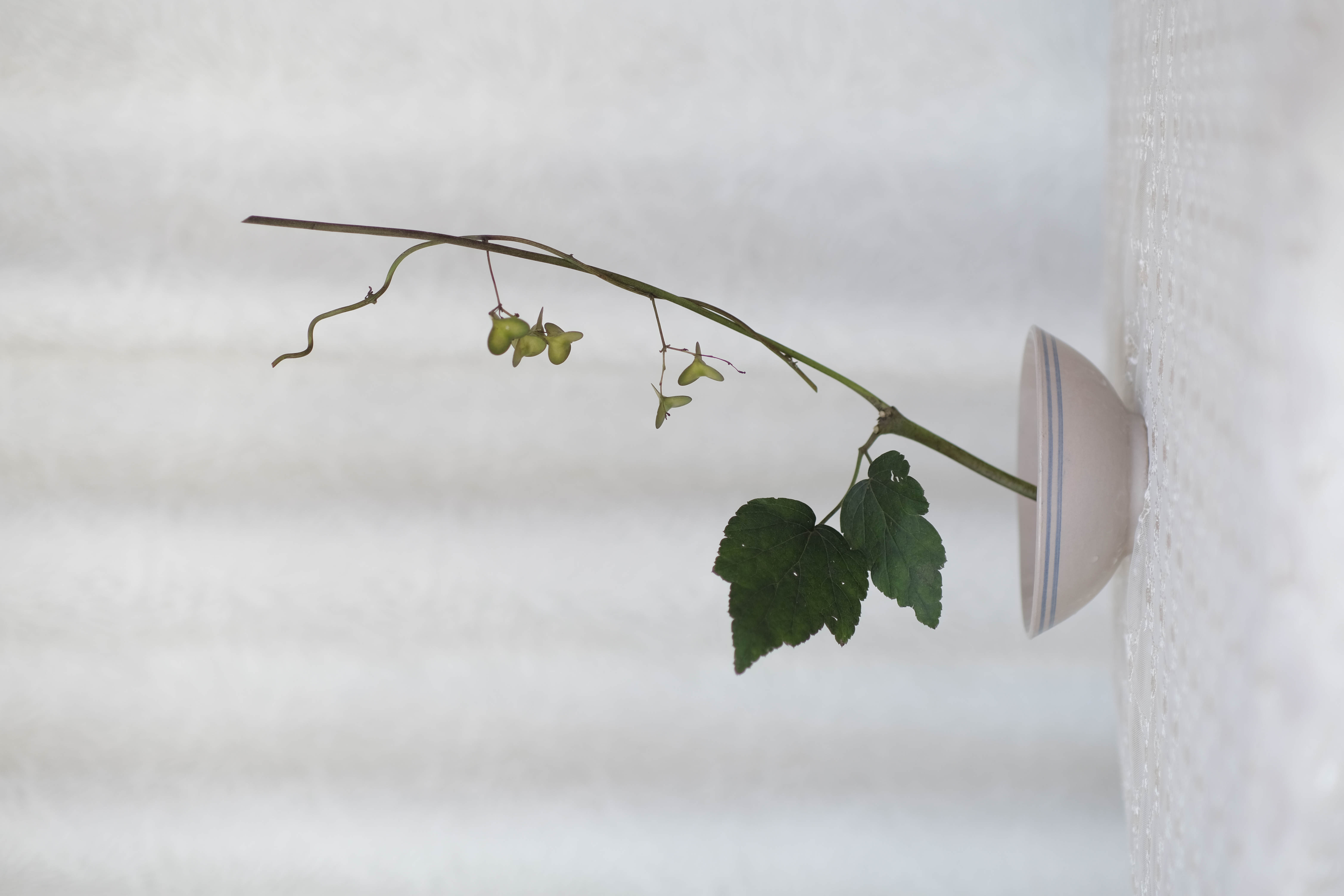 Ohara-ryu Ikebana